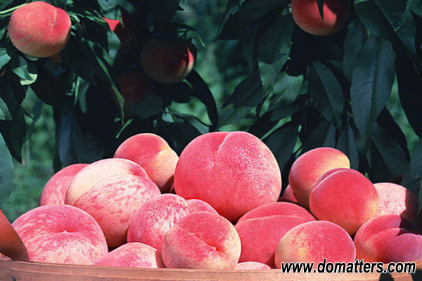 delicious-fruits-in-China-peach