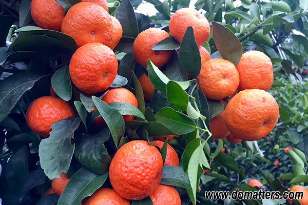 delicious-fruits-in-China-sugar-orange