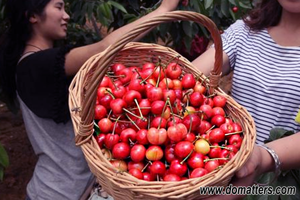 delicious-fruits-in-Chinese-cherry